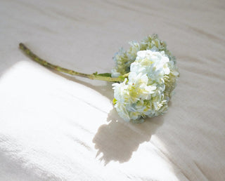flower resting on soft sheets